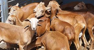 Melhoramento genético de rebanhos é implementado no Cariri e presidente do CISCO destaca iniciativa